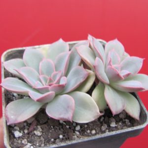 Echeveria Fantastic Fountain