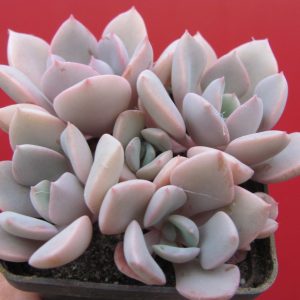 Echeveria Debbie