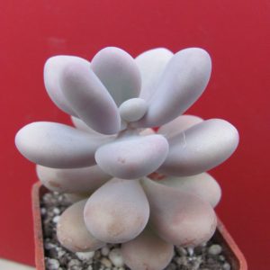 Pachyphytum Pink