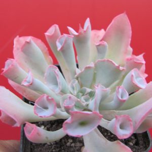 Echeveria Trumpet Pinky