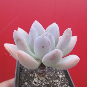 Pachyveria Opalina