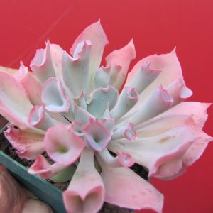 Echeveria Trumpet Pinky