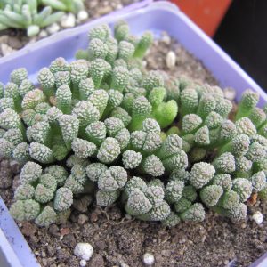 Neohenricia  sibbettii