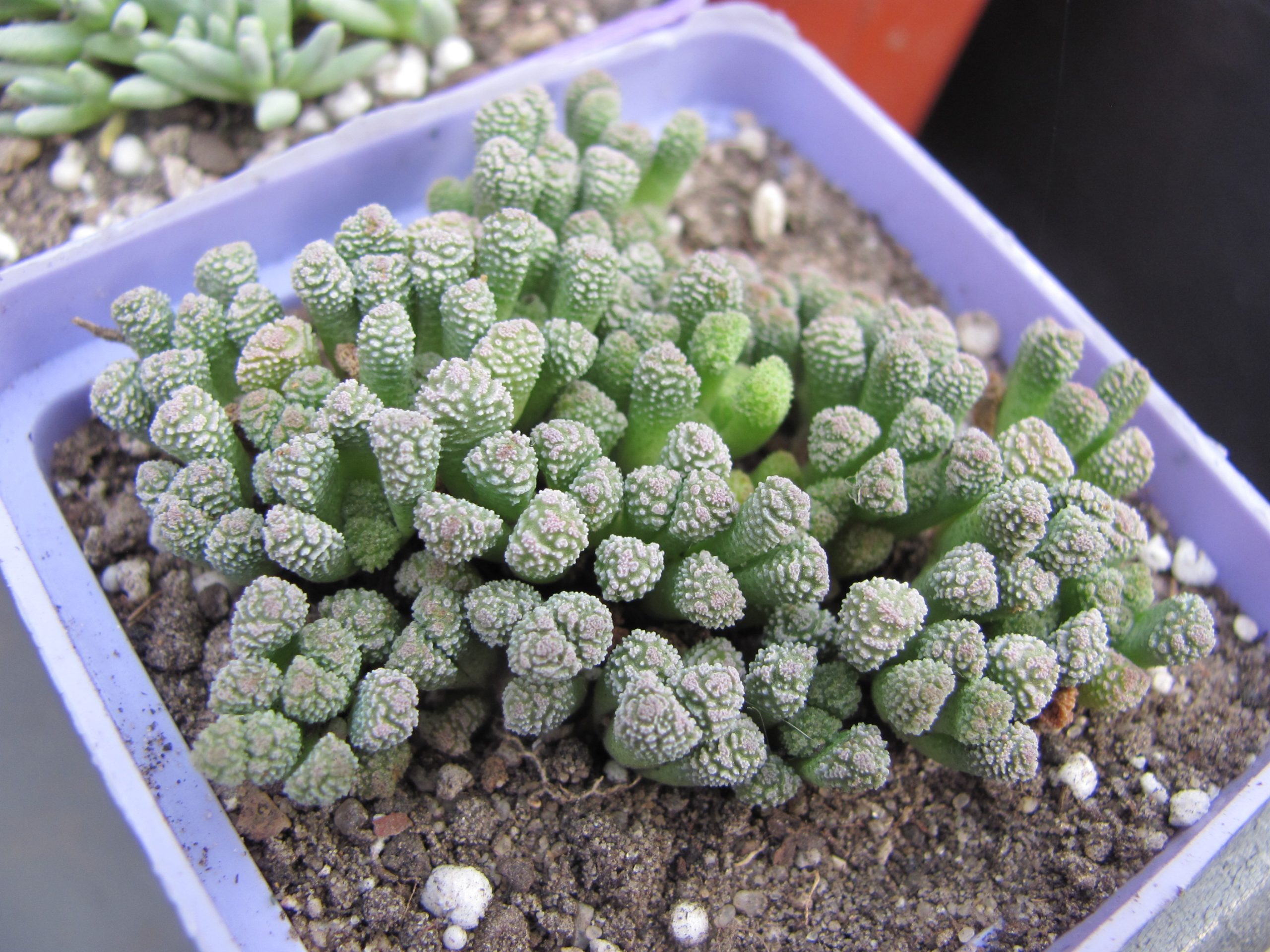 Neohenricia  sibbettii