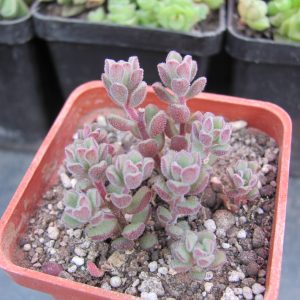 Sedum versadense