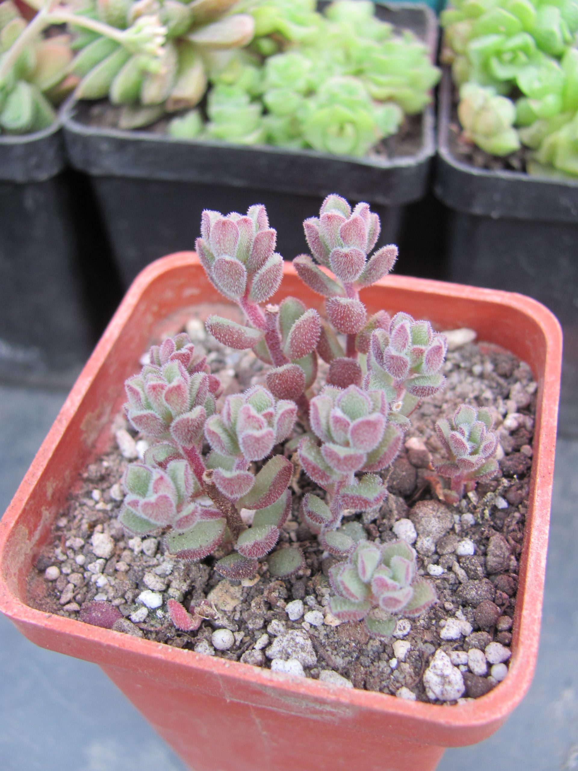 Sedum versadense