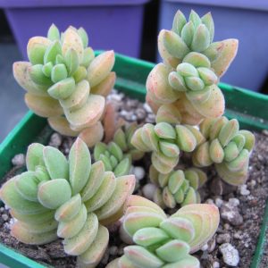 Crassula velutina