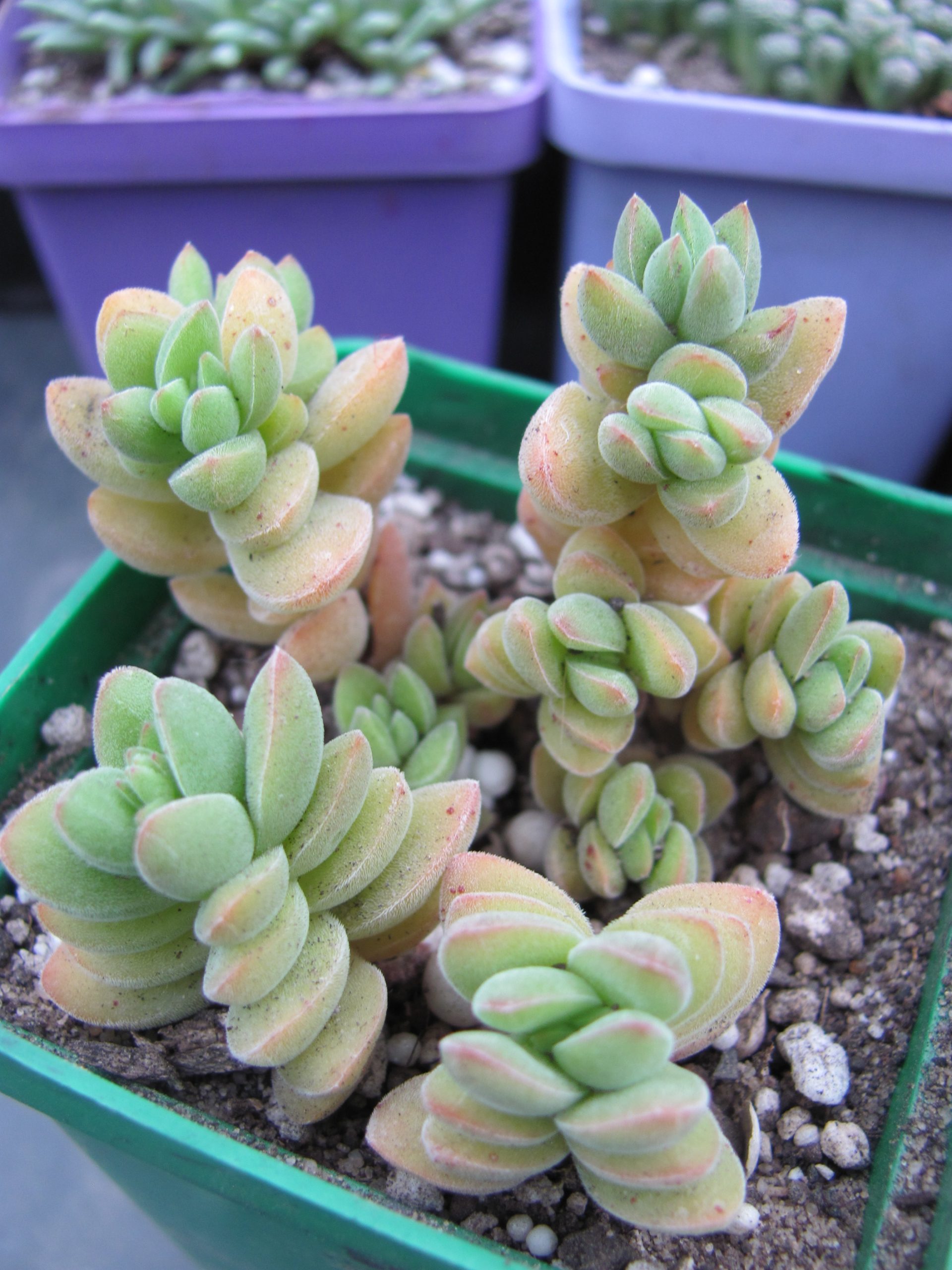 Crassula velutina