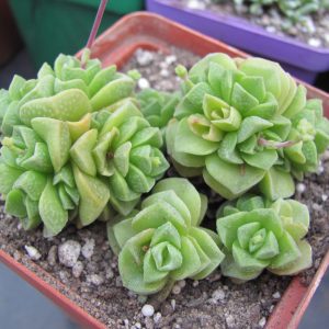 Crassula Dorothyi
