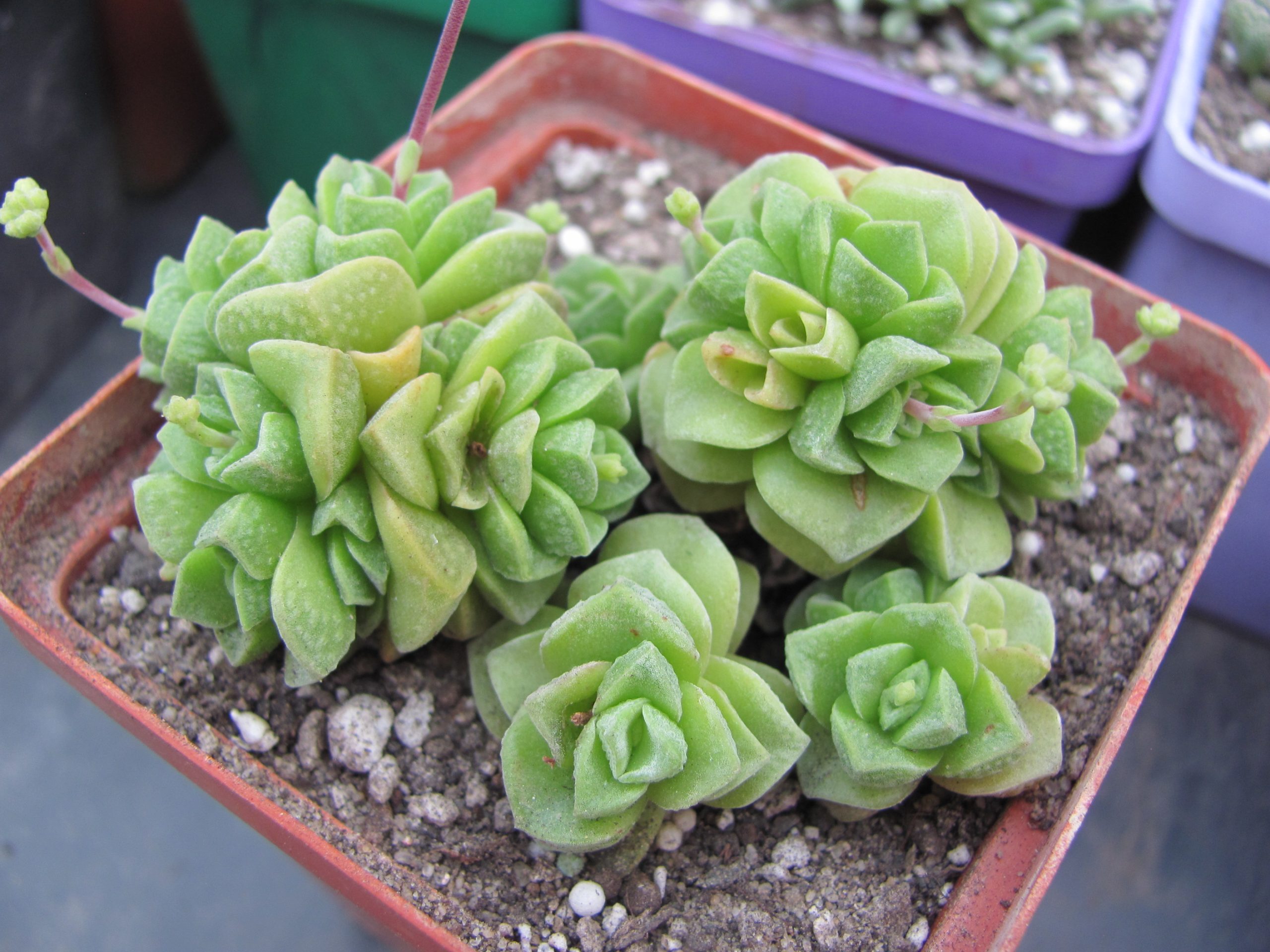 Crassula Dorothyi
