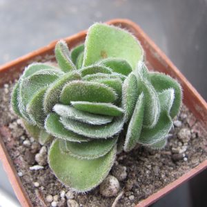 Crassula tomentosa