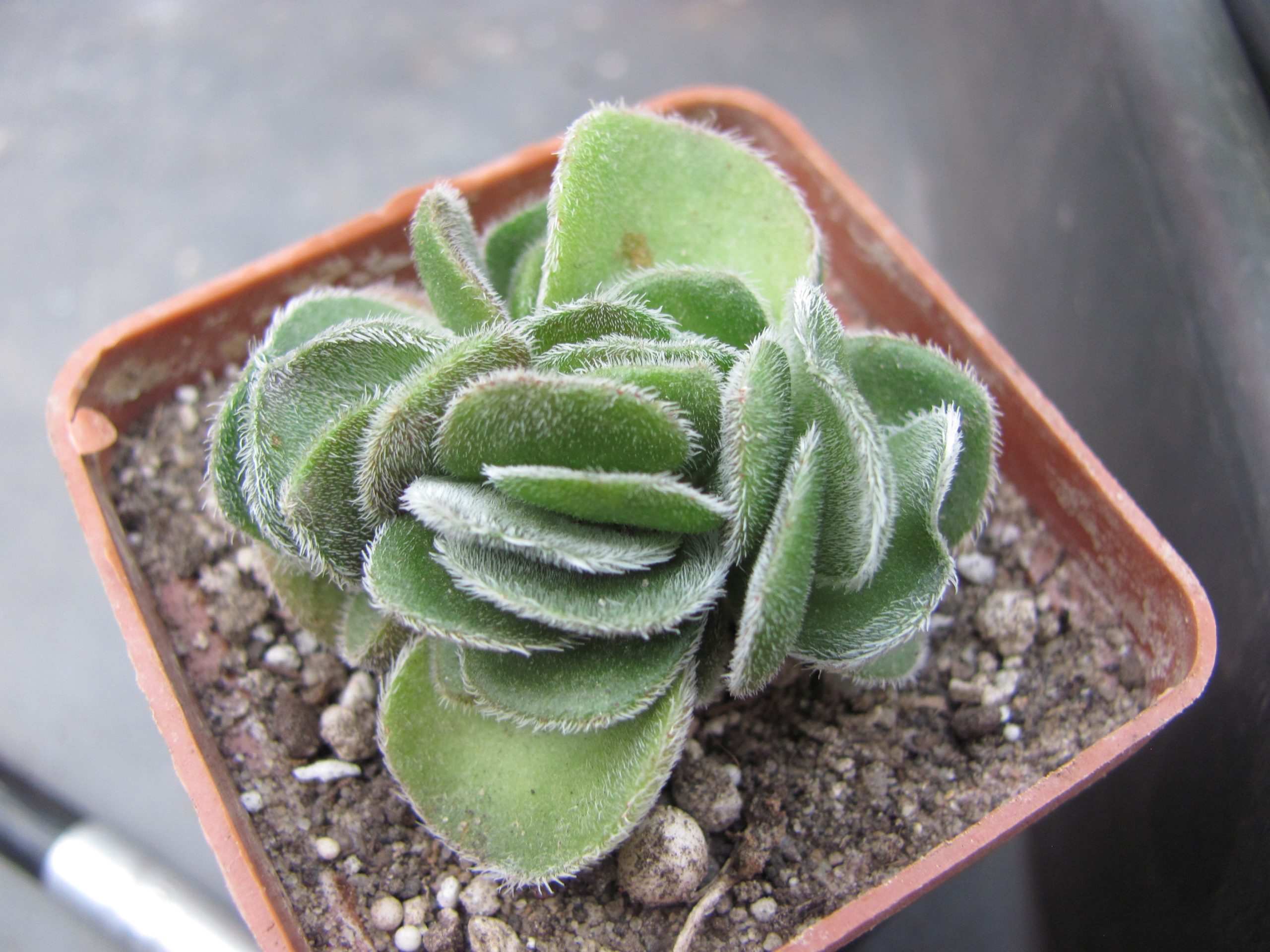 Crassula tomentosa