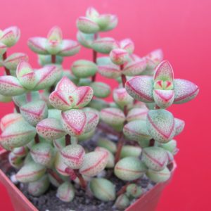 Crassula laginosa
