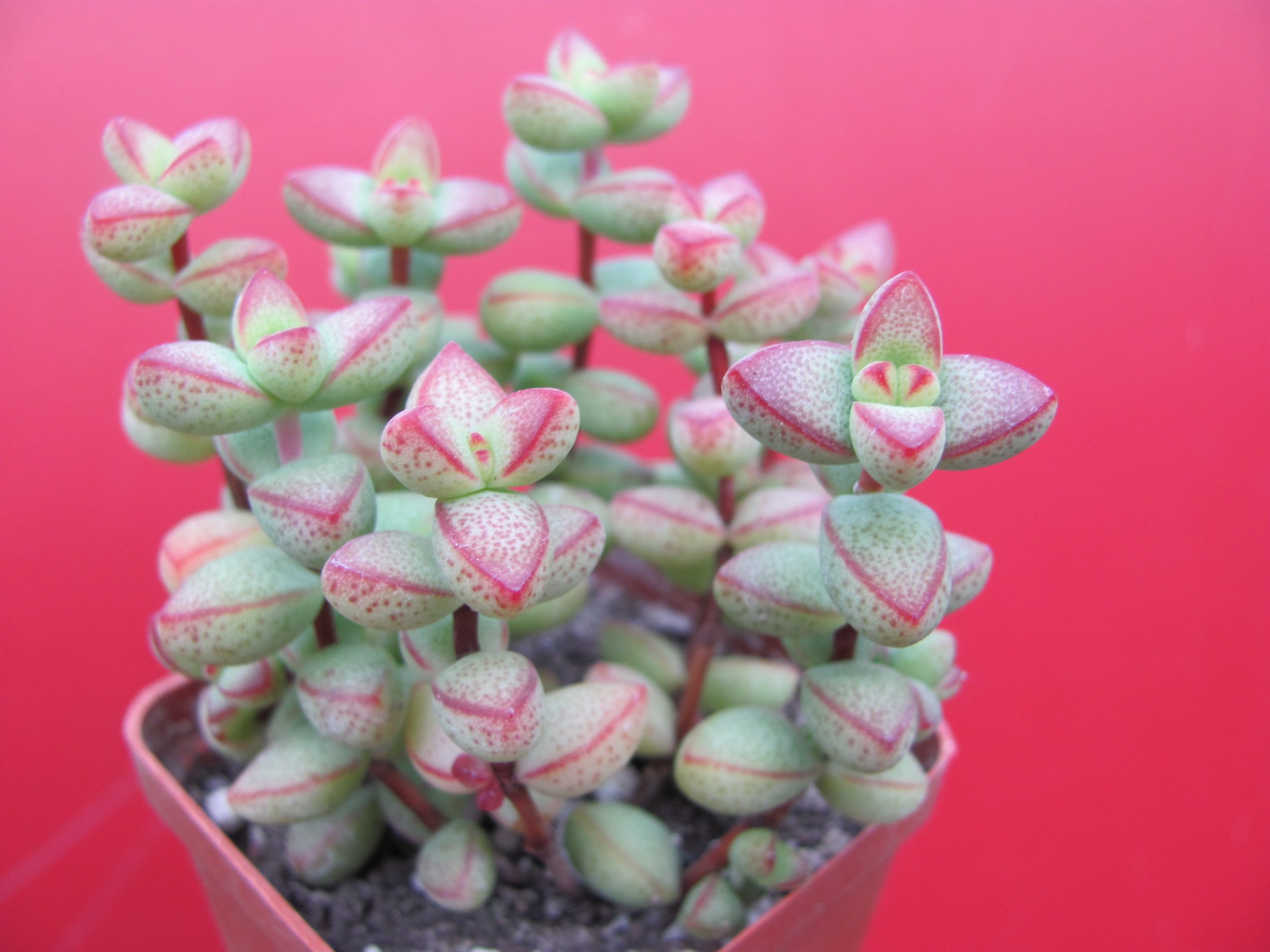 Crassula laginosa