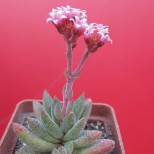 Crassula justi - corderoyi