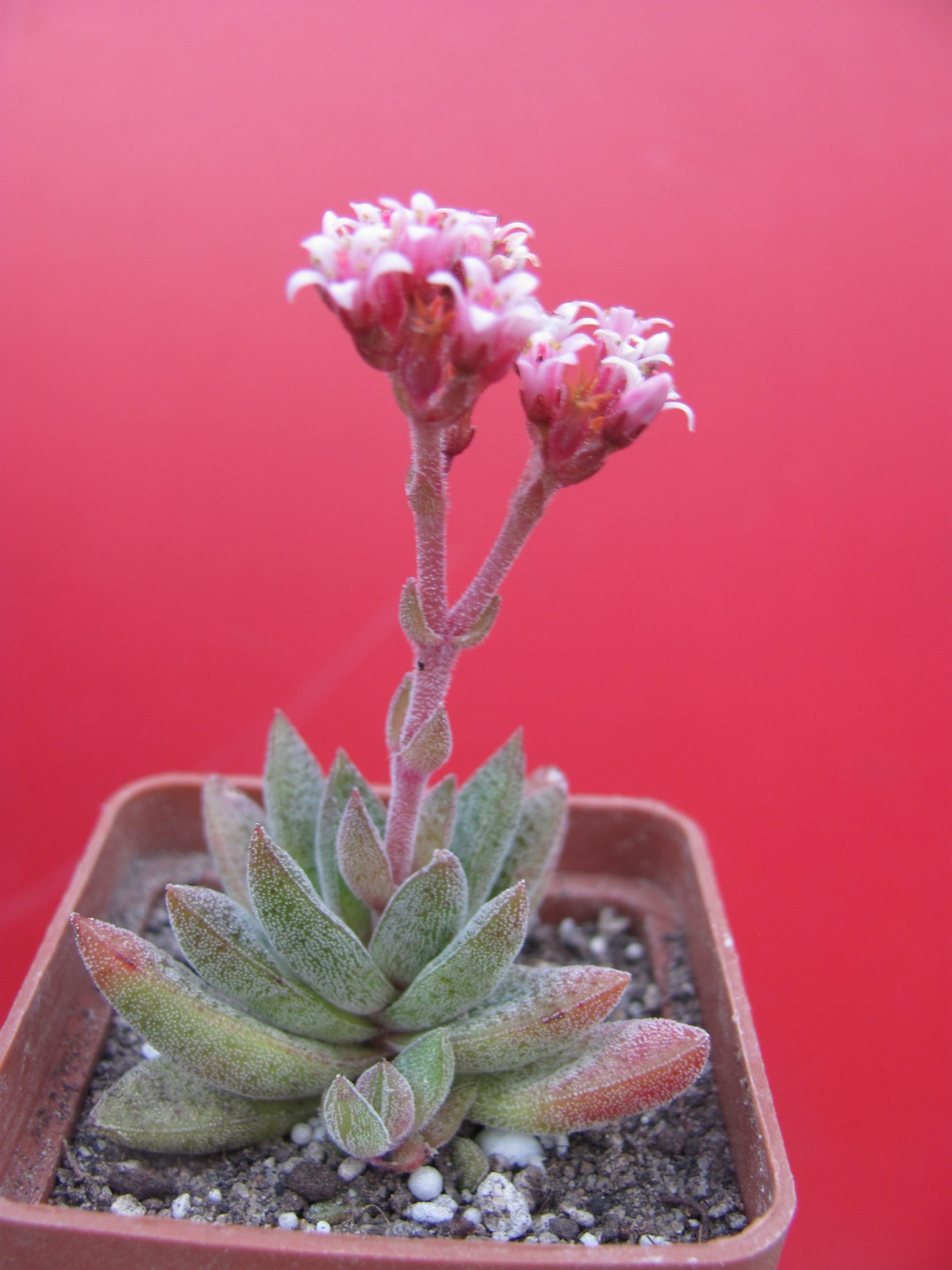 Crassula justi - corderoyi