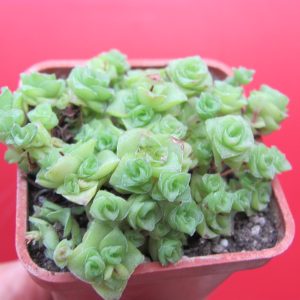 Crassula socialis