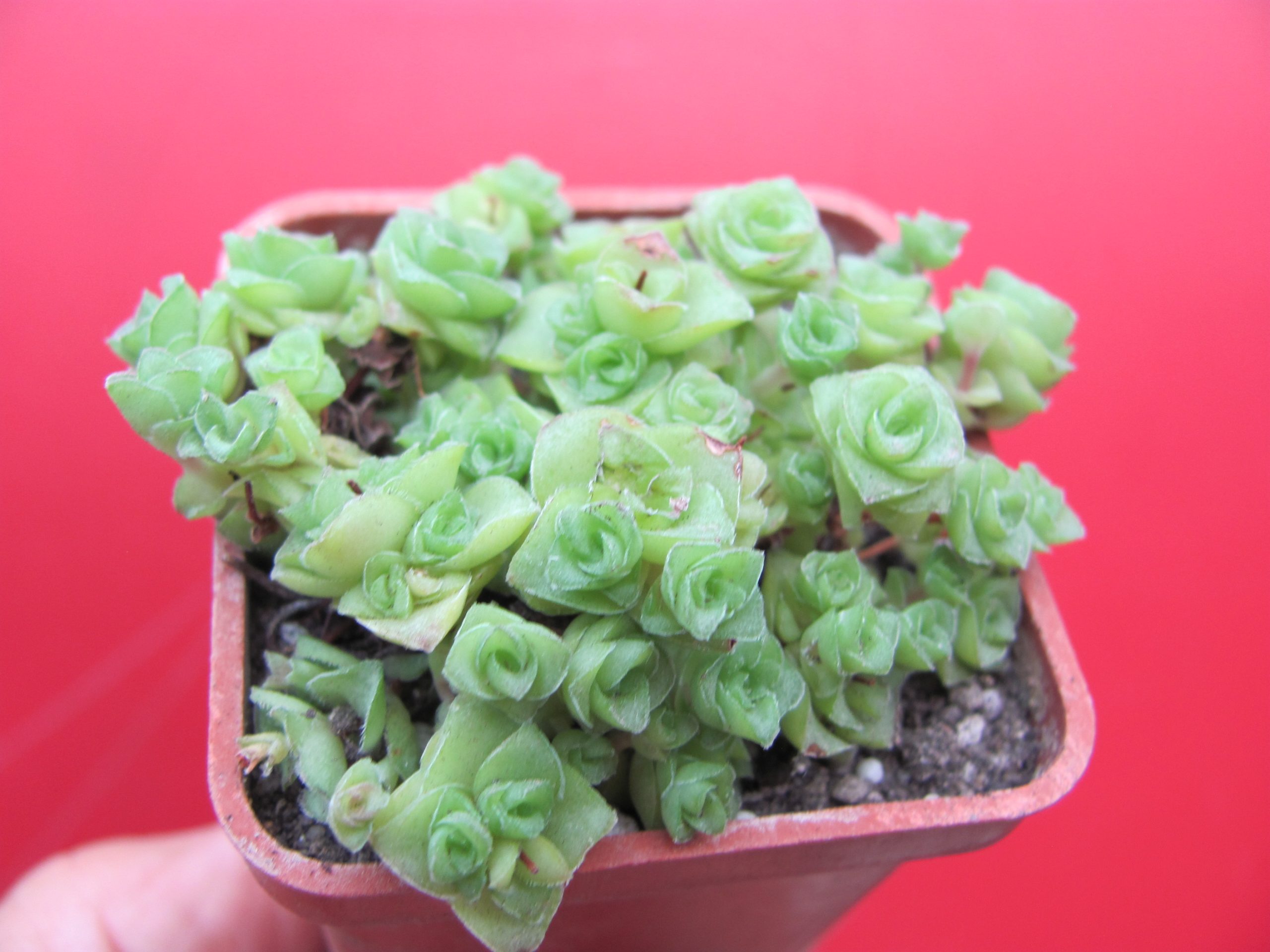 Crassula socialis