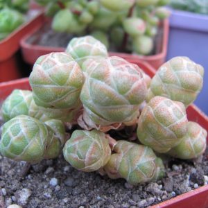 Crassula barklyi