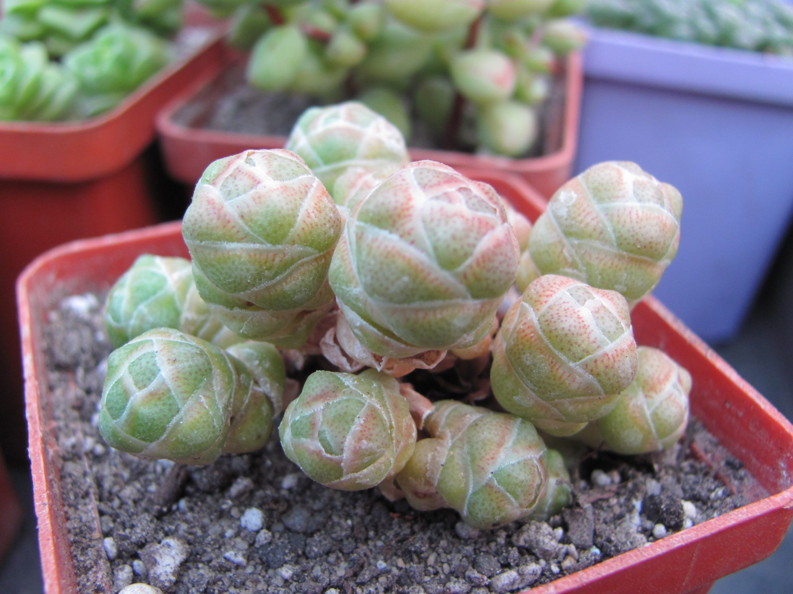 Crassula barklyi
