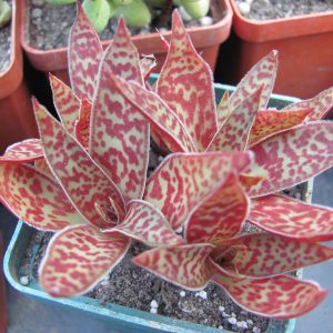 Crassula alba