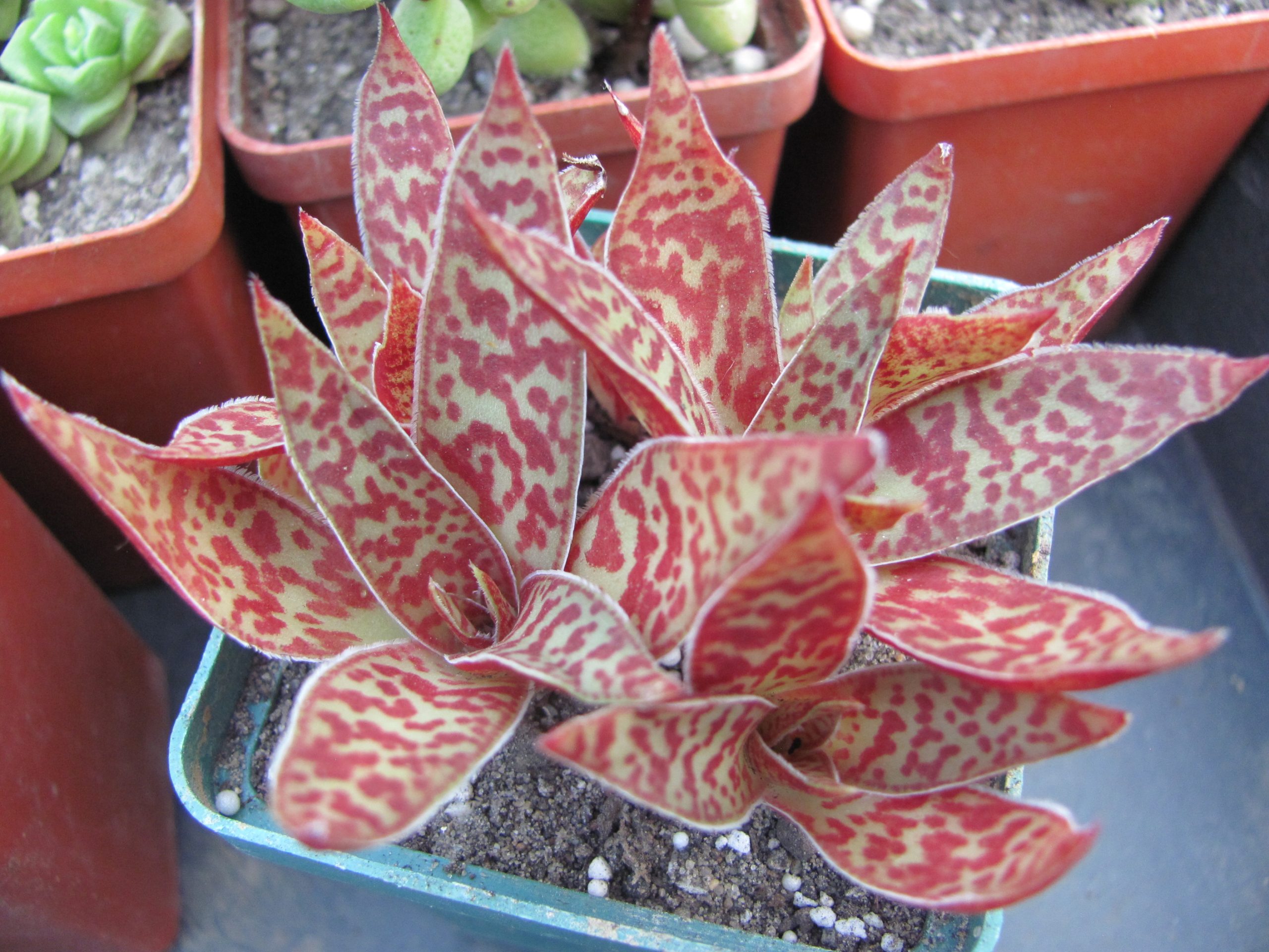 Crassula alba