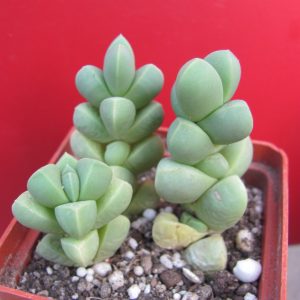 Corpuscularia lehmannii   3 рослини разом