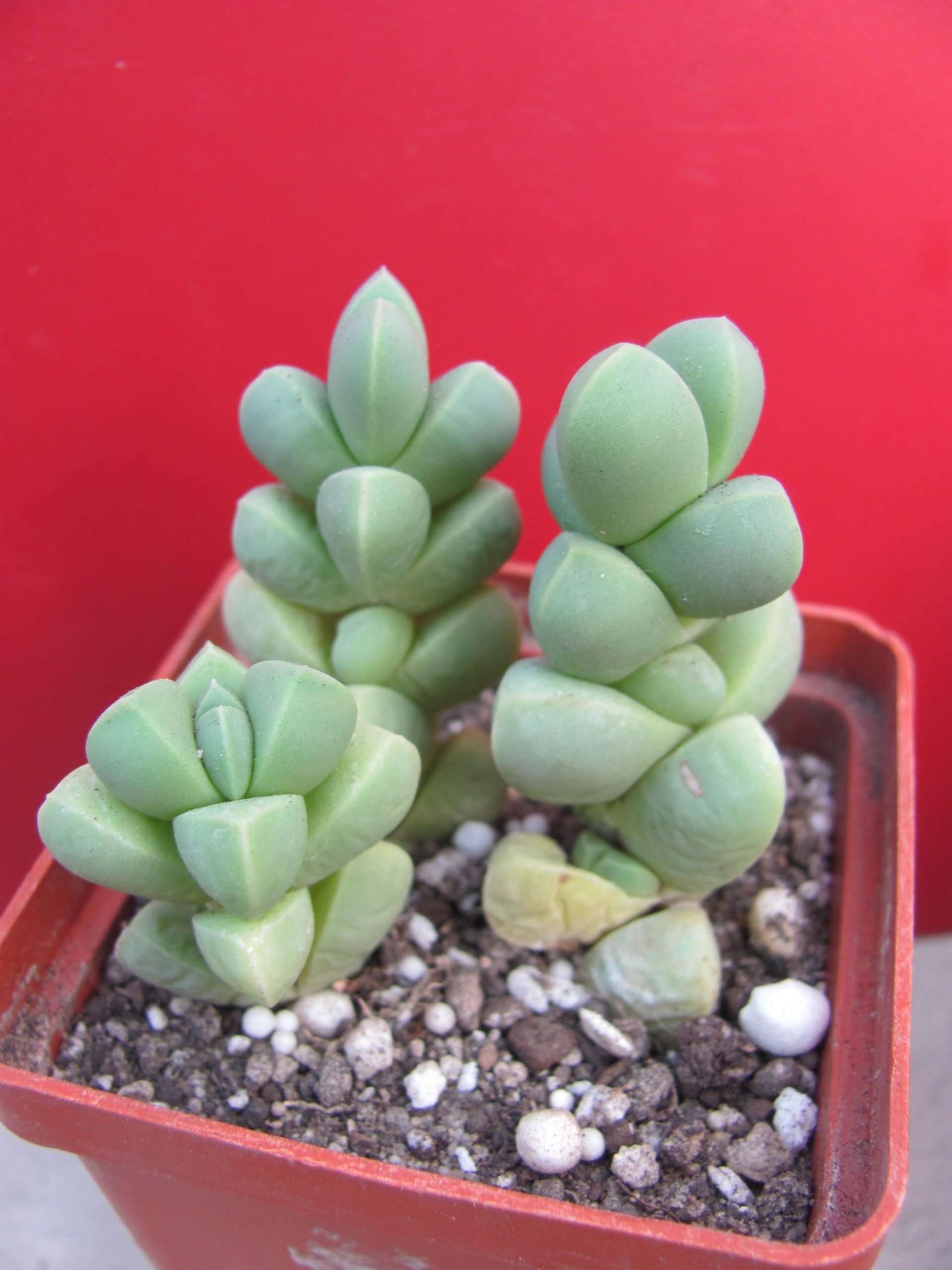 Corpuscularia lehmannii   3 рослини разом