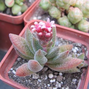 Crassula justy - corderoyi