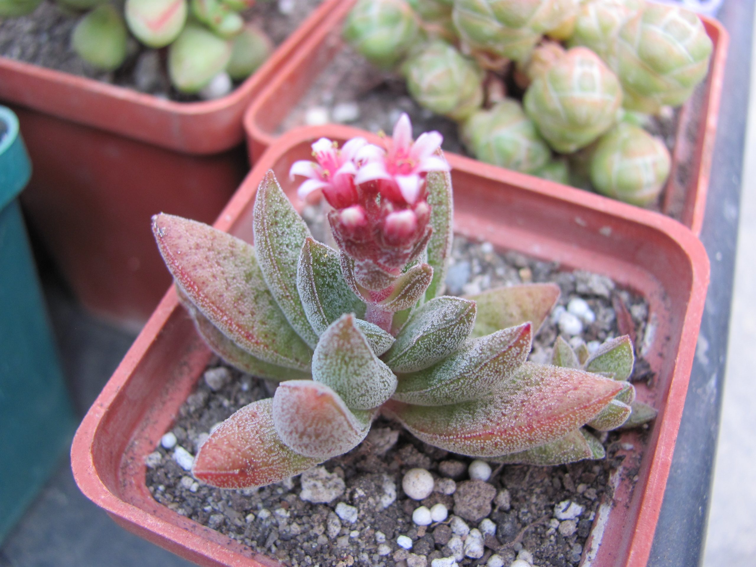 Crassula justy - corderoyi