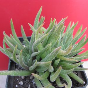 Crassula hirta  Mossel Bay