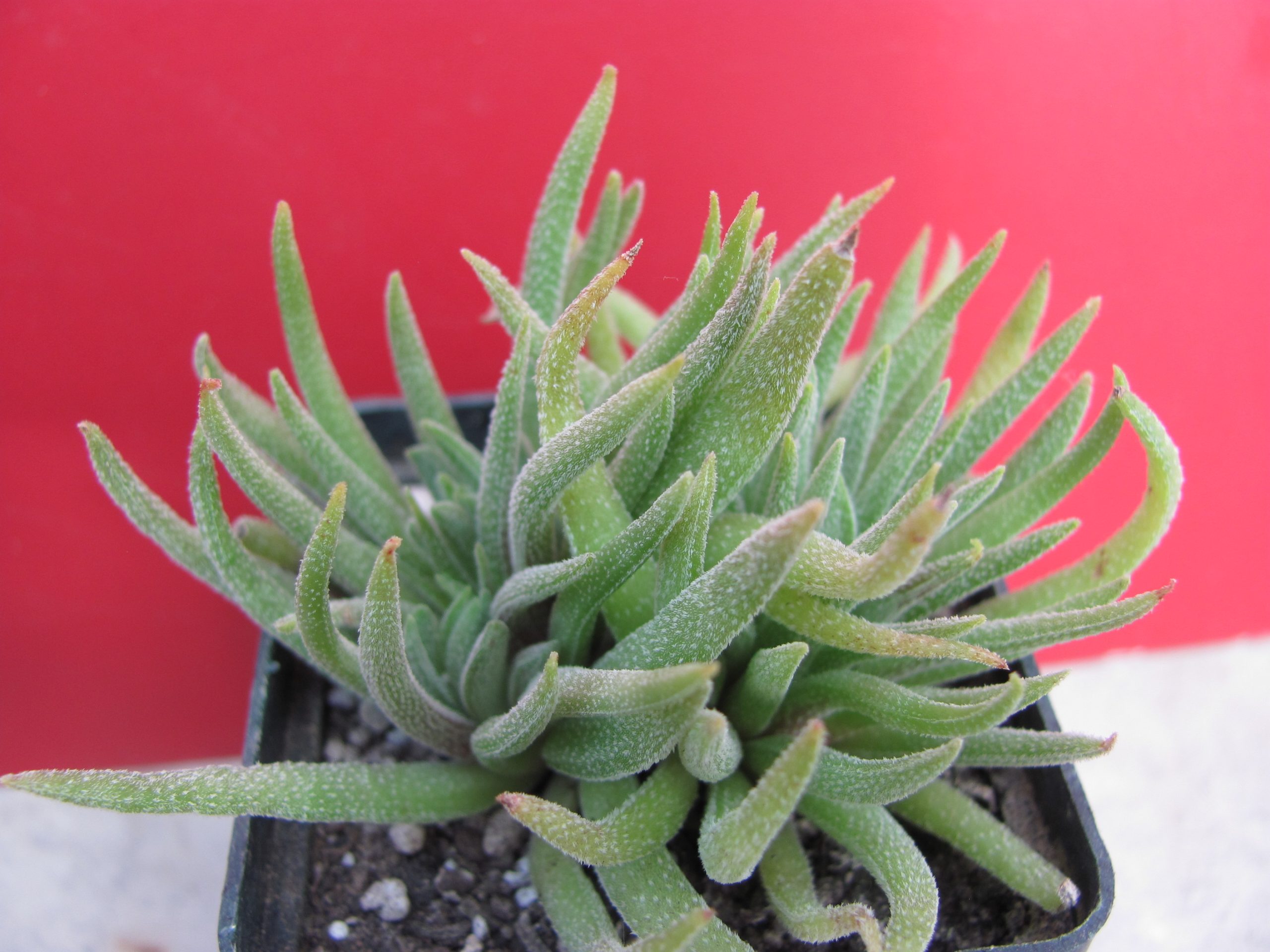 Crassula hirta  Mossel Bay