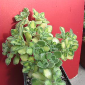 Aeonium lindleyi  variegata