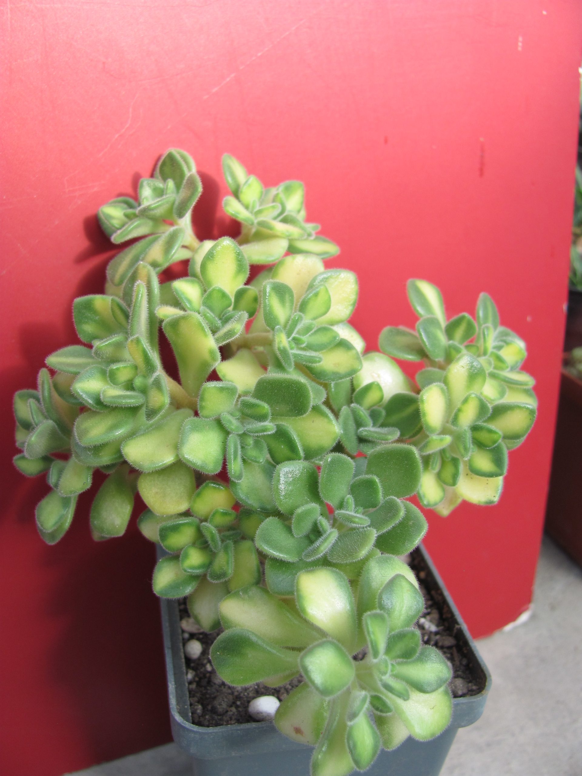 Aeonium lindleyi  variegata