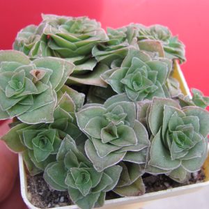 Crassula  hemisphaerica