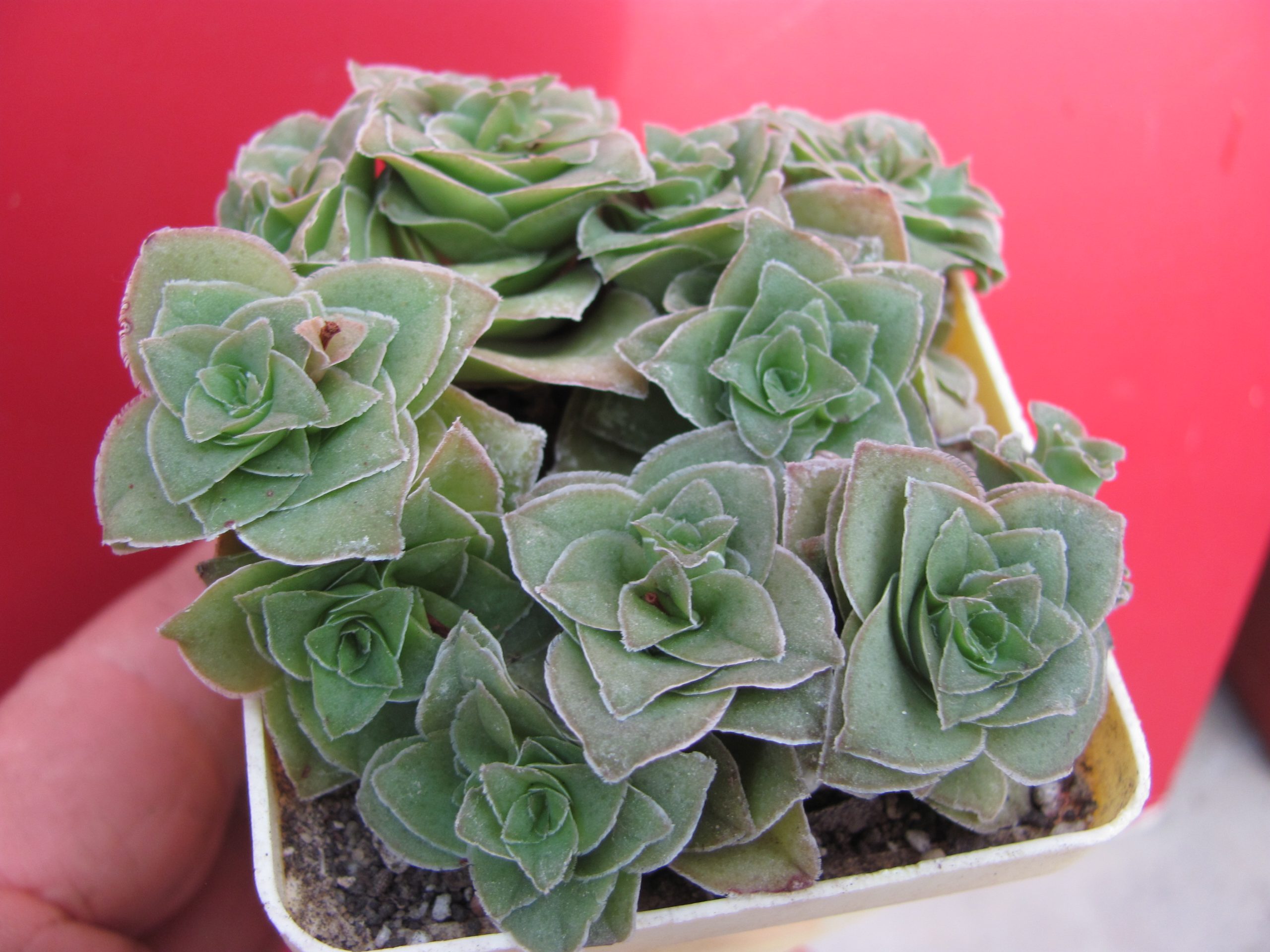 Crassula  hemisphaerica