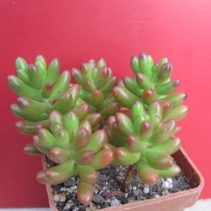 Sedum rubrotinctum