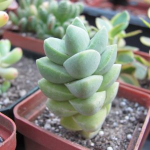Crassula  moonglow