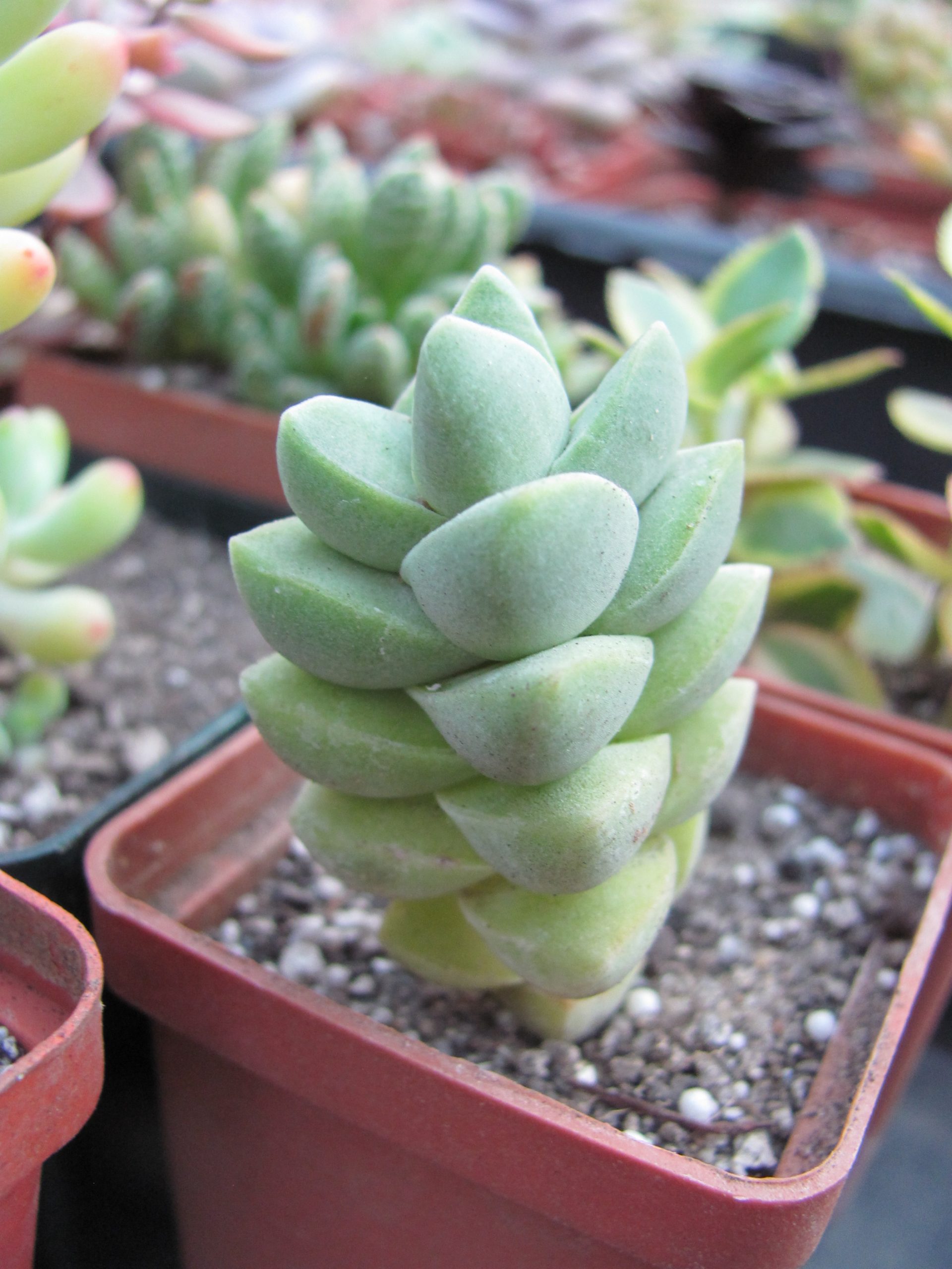 Crassula  moonglow
