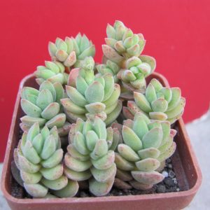 Crassula velutina