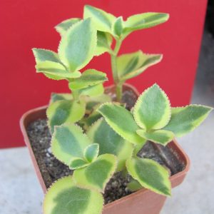 Crassula   sarmentosa  *Comet*