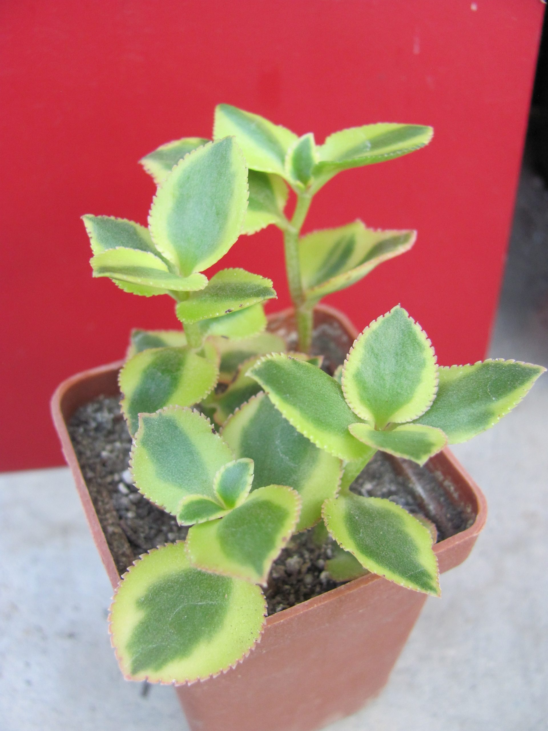 Crassula   sarmentosa  *Comet*
