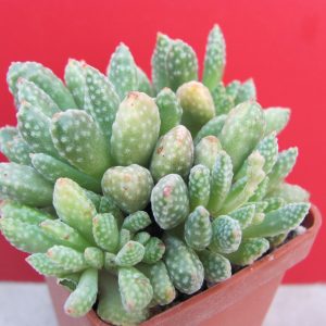 Crassula ausensis titanopsis