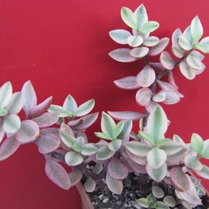 Crassula volkensii variegata