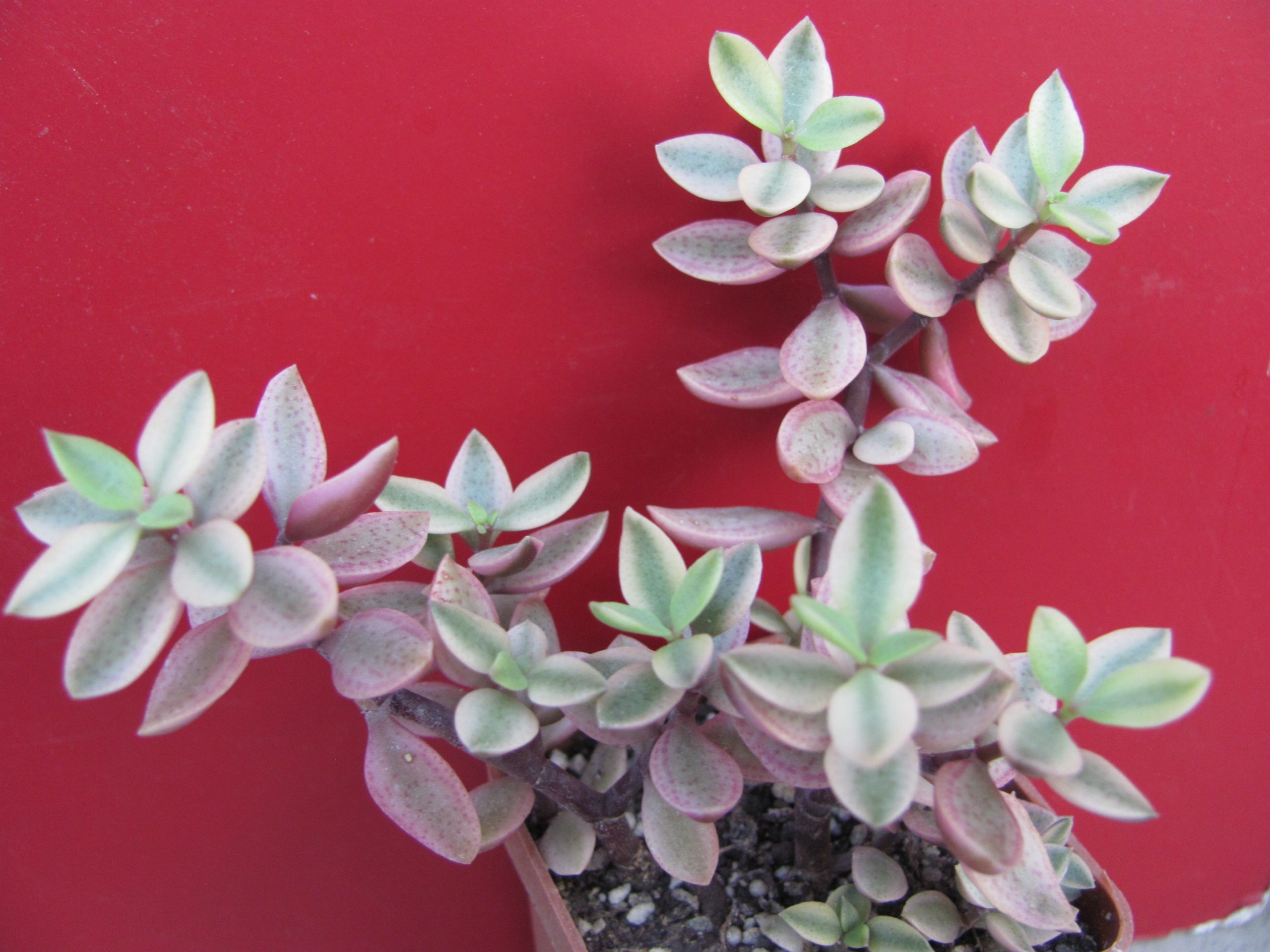 Crassula volkensii variegata