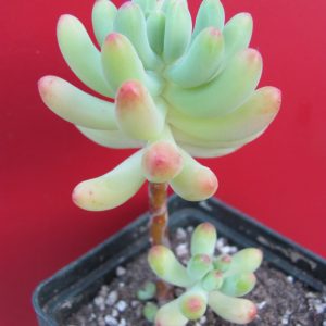 Sedum dasyphyllum