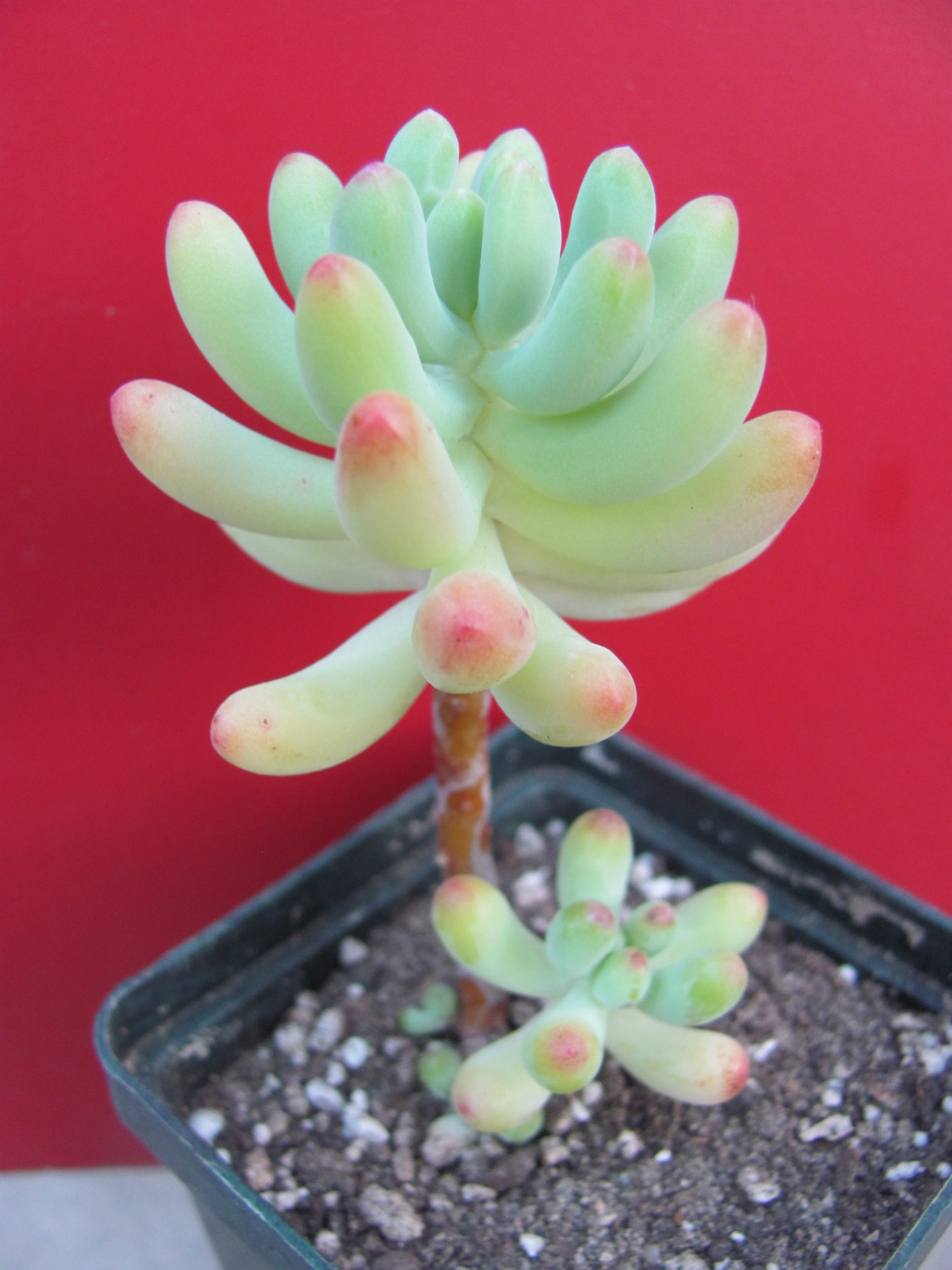 Sedum dasyphyllum