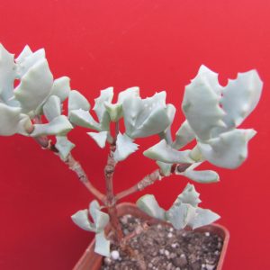 Oscularia deltoides
