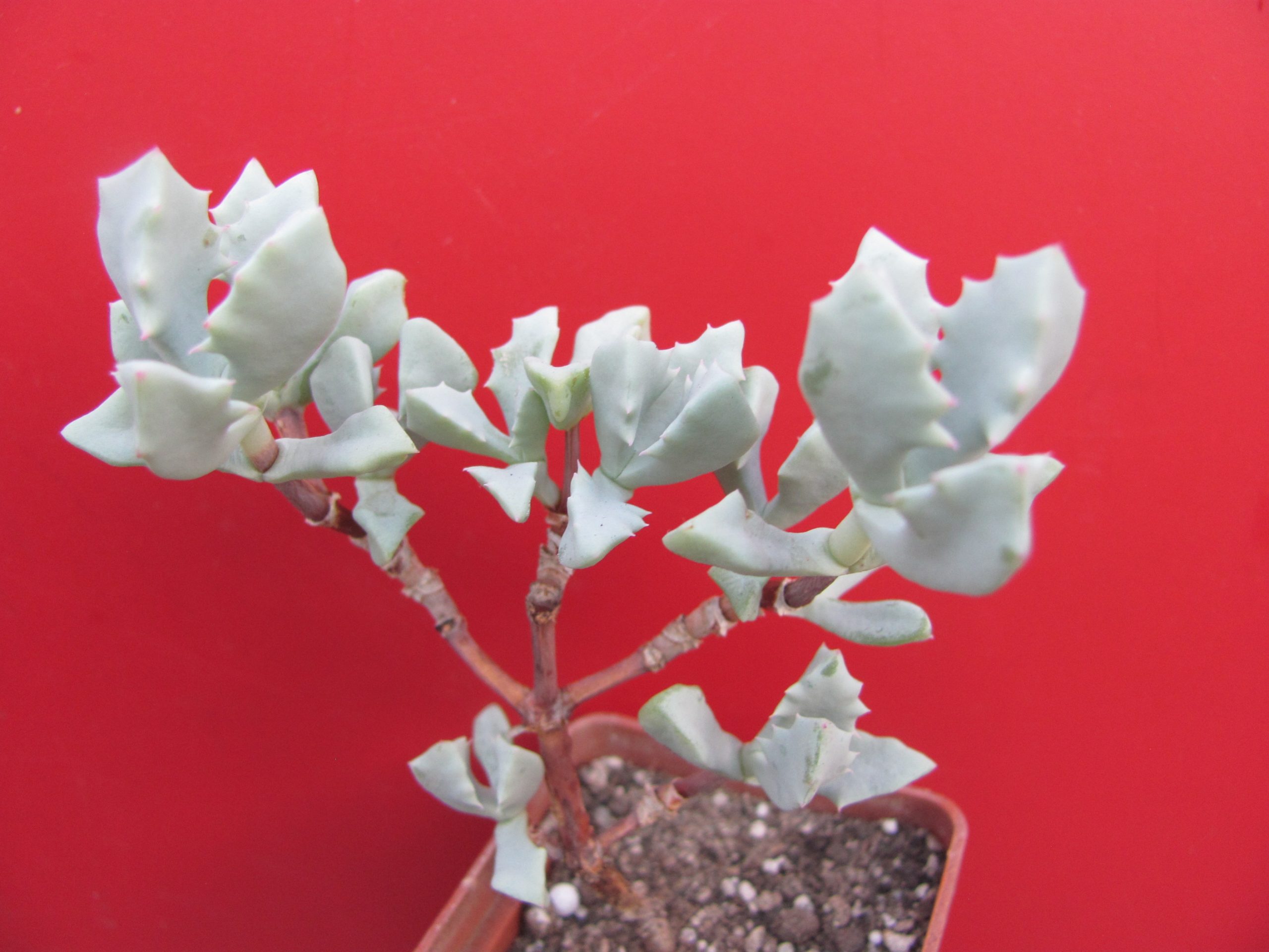 Oscularia deltoides