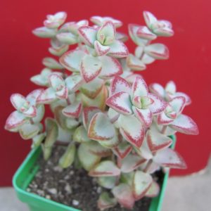 Crassula  perforata  *Aiboshi*